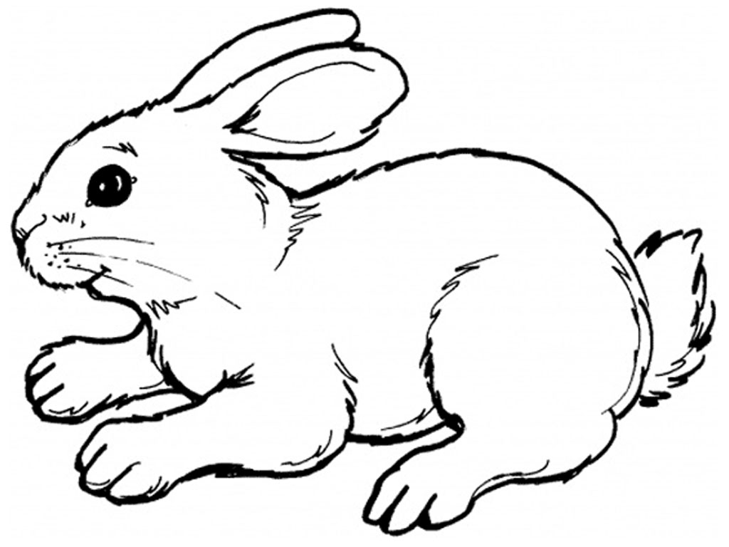 Bunny  black and white rabbit bunny clipart black and white free images 2