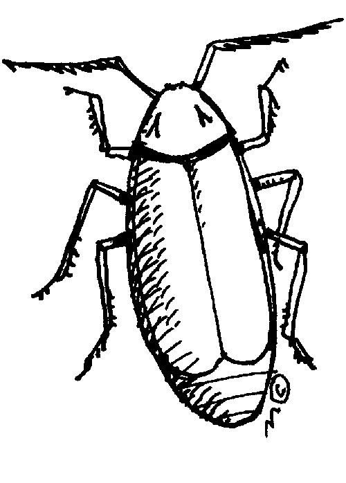 Cockroach clip art gallery