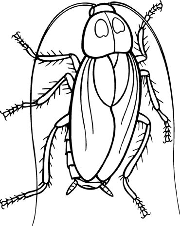 Cockroach clipart 2