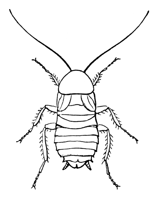 Cockroach clipart etc 8