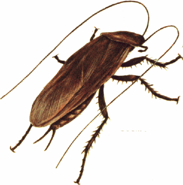 Cockroach clipart free clipart images
