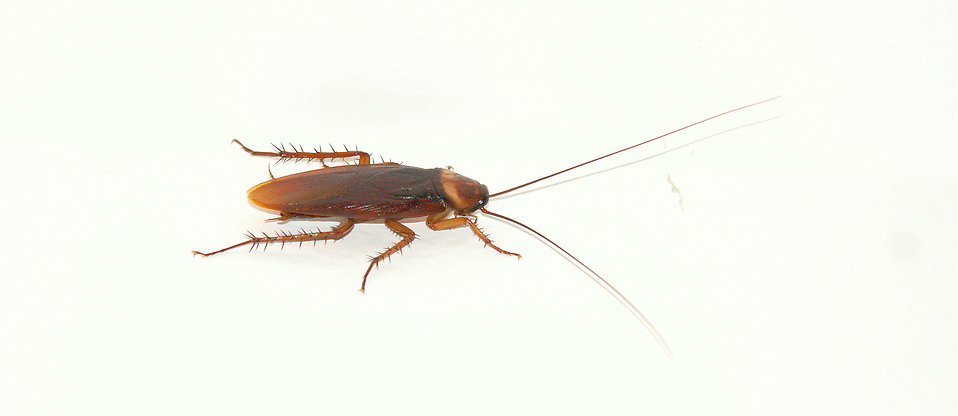 Cockroach free isolated cockroach clipart