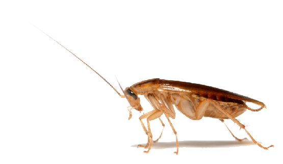 Cockroach images transparent free download clip art