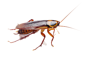 Cockroach transparent images all clip art