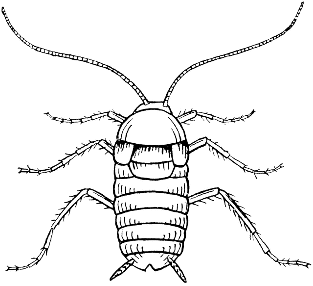 Female cockroach clipart etc 2
