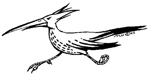 Roadrunner clipart free to use clip art resource