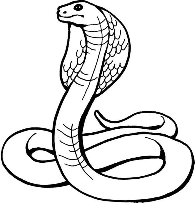 Snake  black and white black and white drawings of snake clipart free to use clip art