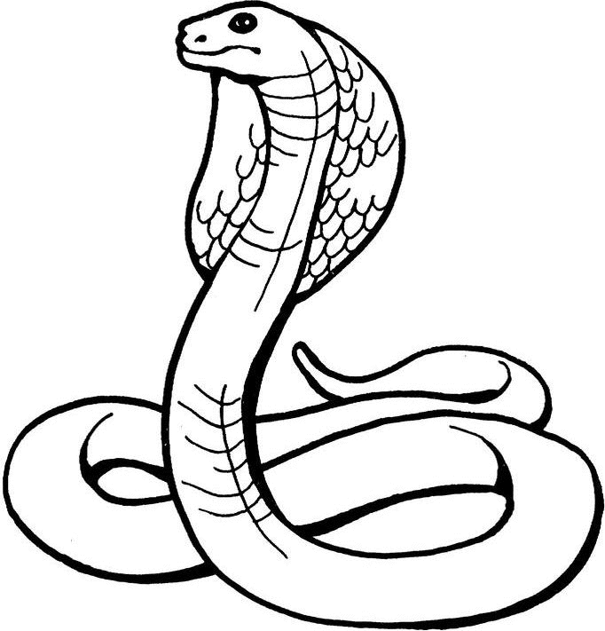 Snake  black and white black and white drawings of snake clipart
