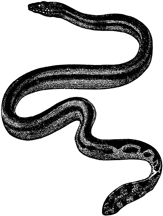 Snake  black and white cute snake clipart black and white free 5