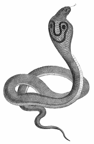 Snake  black and white free black and white snake clipart picture of 2