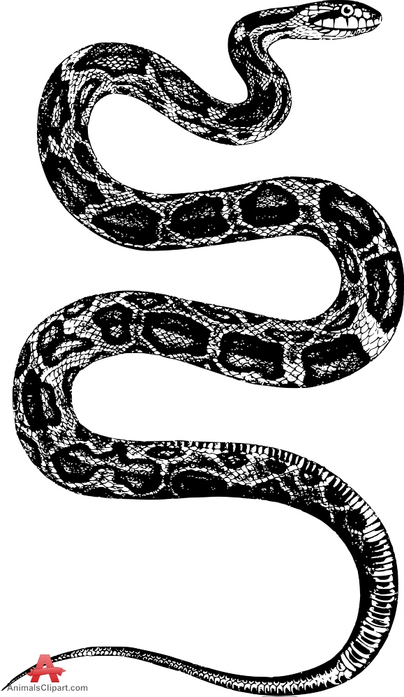 Snake  black and white scanned vintage drawing of snake in black and white free clipart