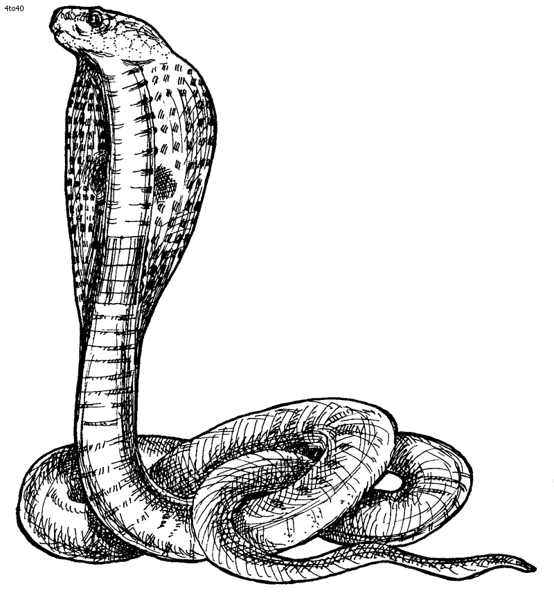 Snake  black and white snake clip art images free clipart