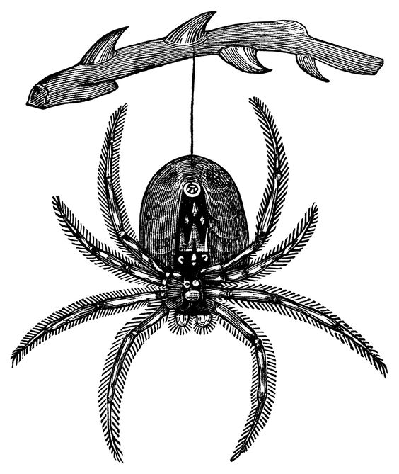 Spider  black and white spider clip art and vintage halloween on