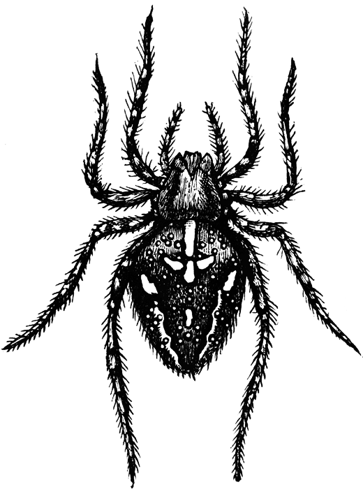 Spider  black and white spider clipart black and white free images 11