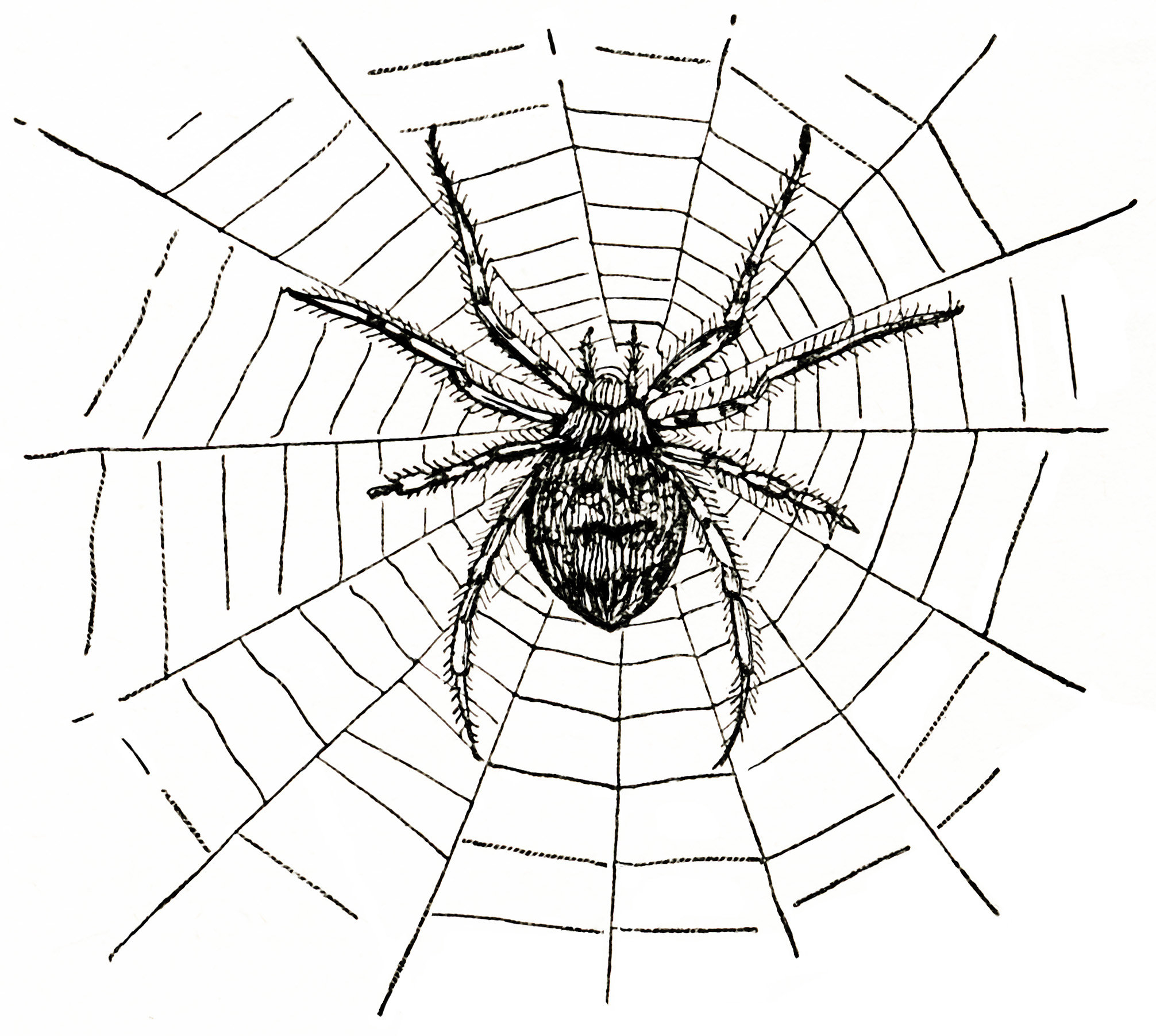 Spider  black and white spider web clipart 3