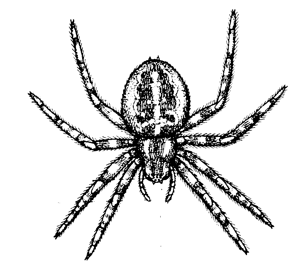Spider  black and white white spider pictures clipart