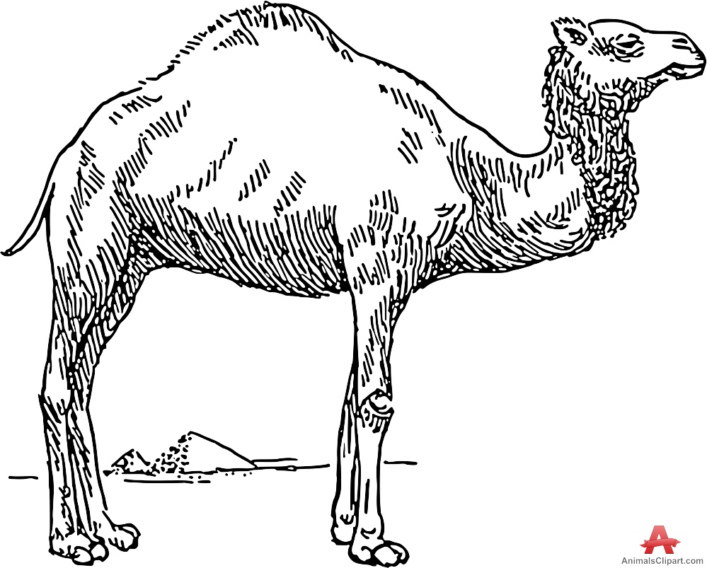 Camel clip art animal download vector