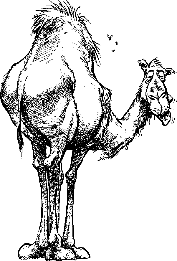 Camel clip art black and white image