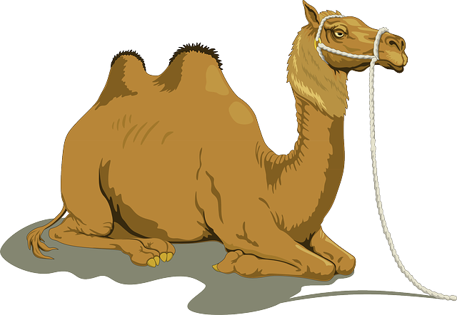 Camel free to use clip art