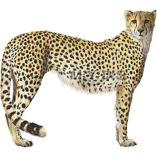 Cheetah clipart free images 3