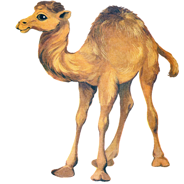 Cute camel clipart funny pictures 3