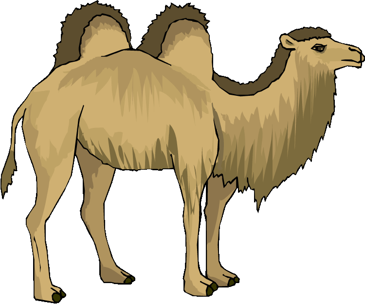 Free camel clipart 6