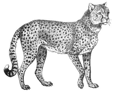 Free cheetah clipart 1 page of clip art