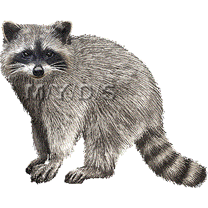 Free raccoon clipart pictures 2