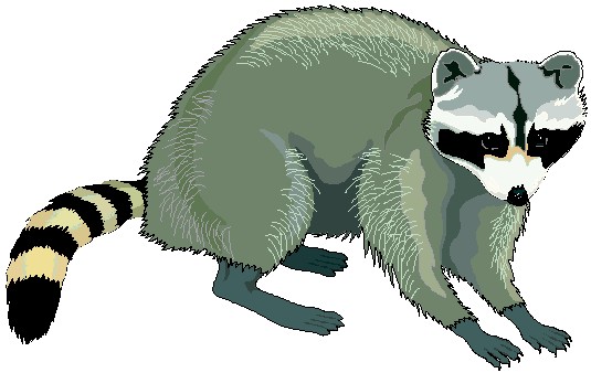 Free raccoon clipart pictures