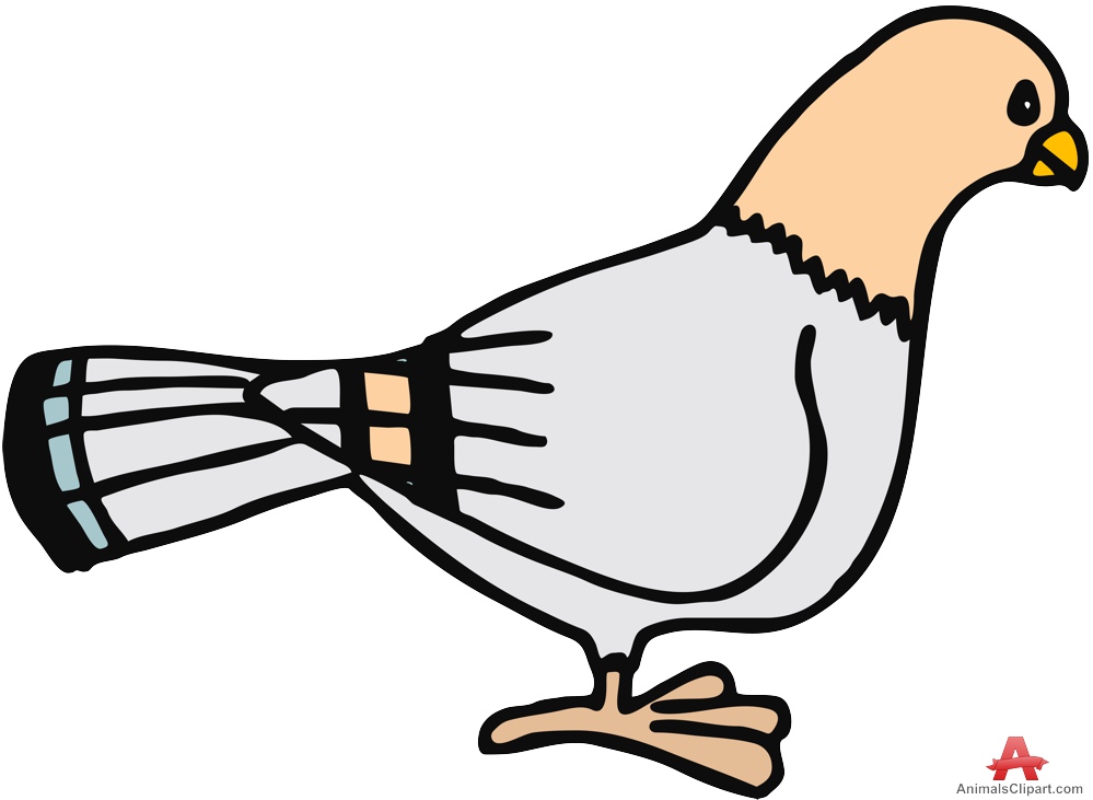 Pigeon dove clipart free design download