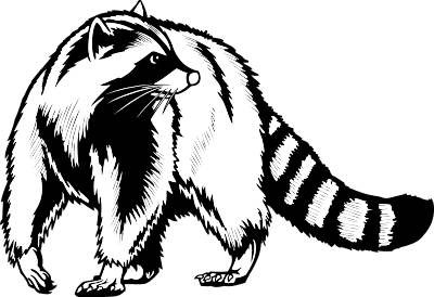 Raccoon clip art at vector 2 2