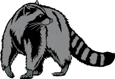 Raccoon clip art at vector 2