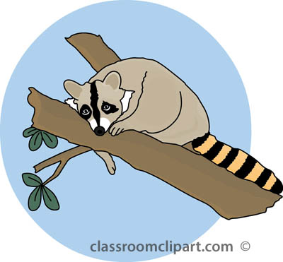 Search results for raccoon clipart pictures 2