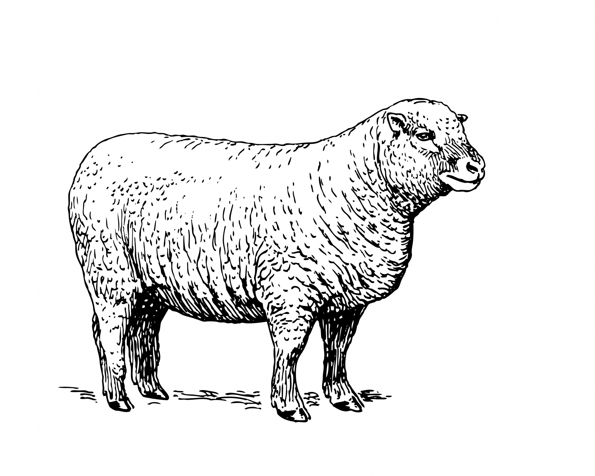 Sheep clipart illustration free pictures
