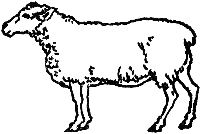Sheep lamb clipart black and white free images 6