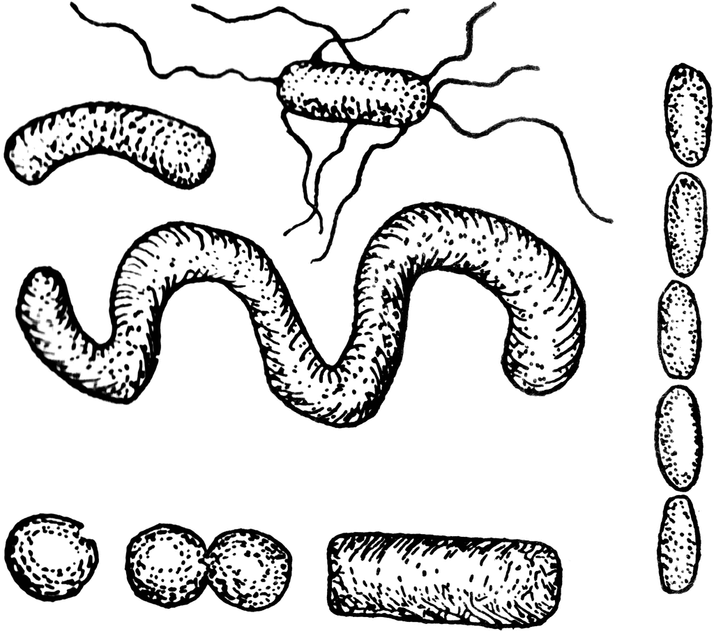 Bacteria black and white clipart