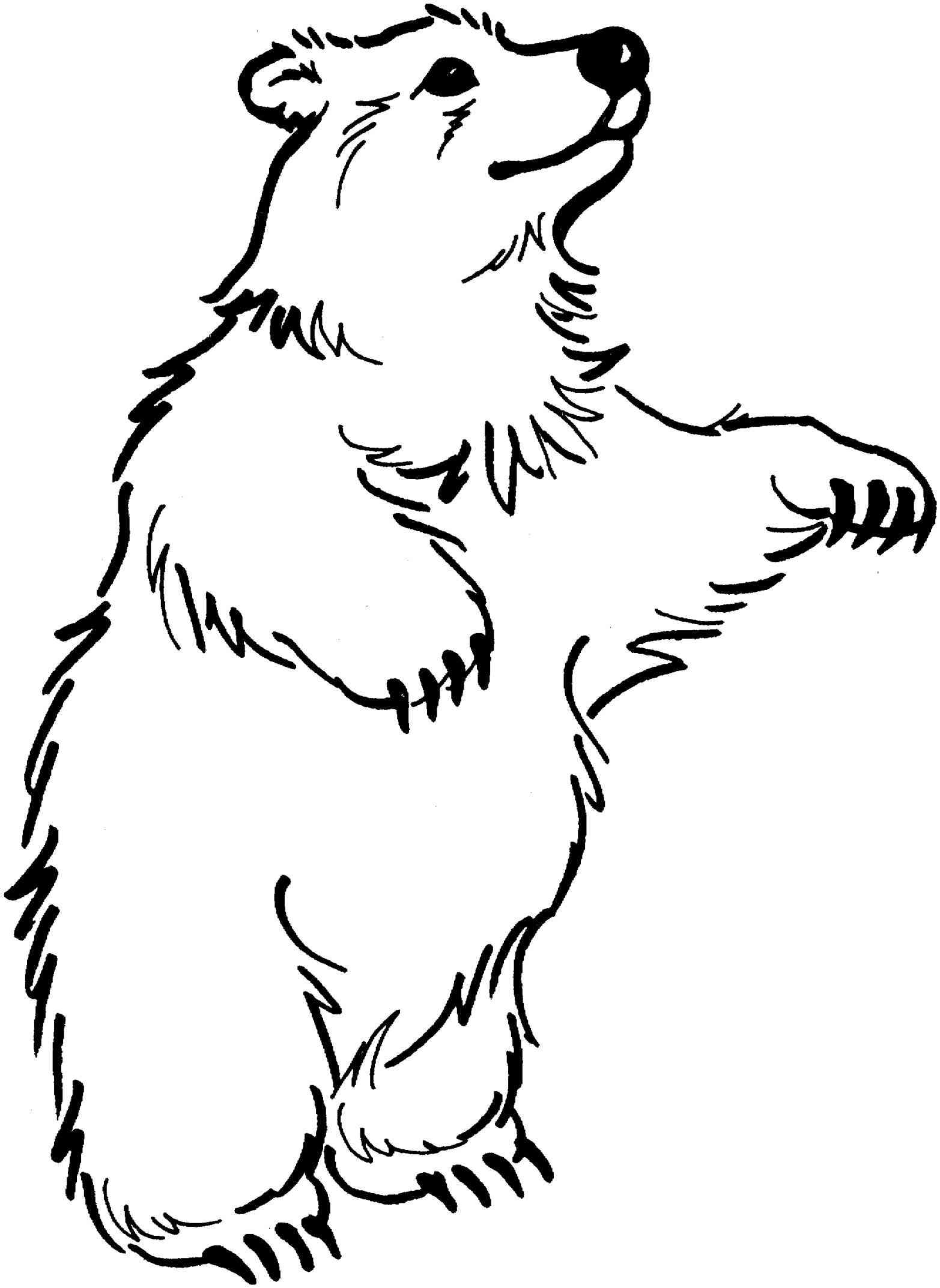 Bear  black and white brown bear clipart black and whitewild to web wild