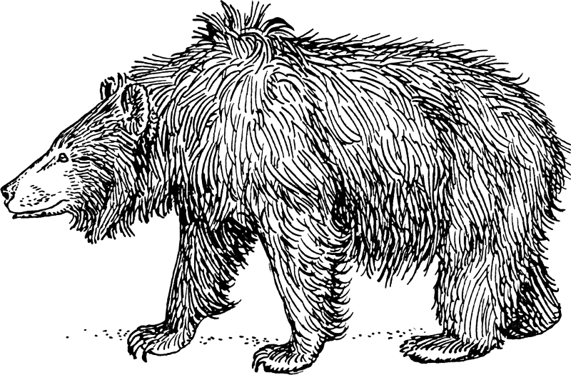 Bear  black and white free bear clipart 2 pages of free to use images