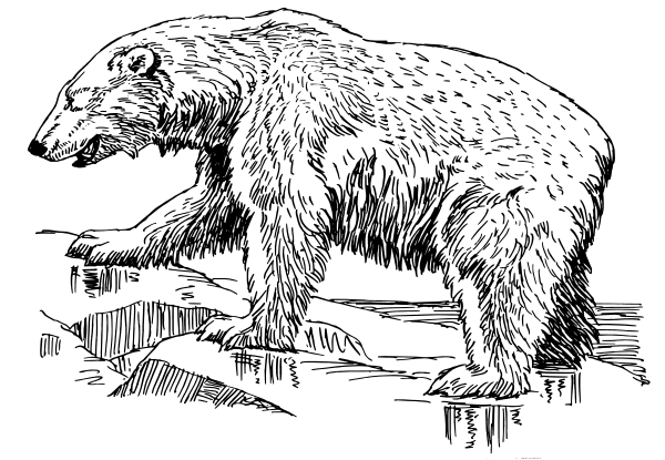 Bear  black and white grizzly bear clipart black and white free clipartfox