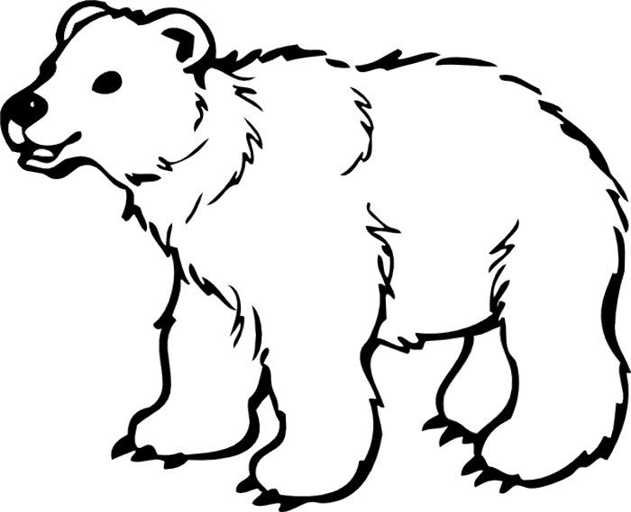 Bear  black and white white bear clipart