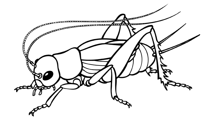 Cricket drawings clip art clipartfest 3