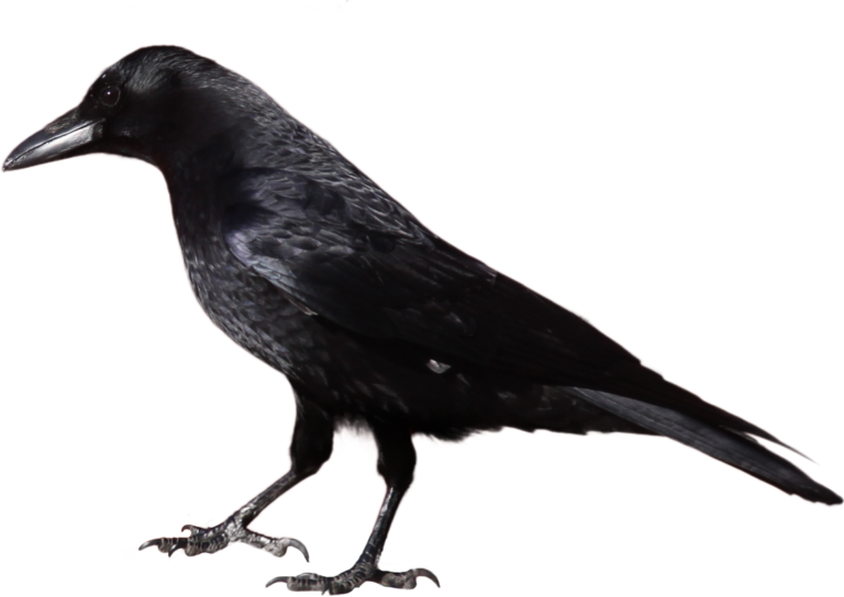 Crow clipart 4 - WikiClipArt