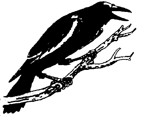 Crows clipart crow clip art