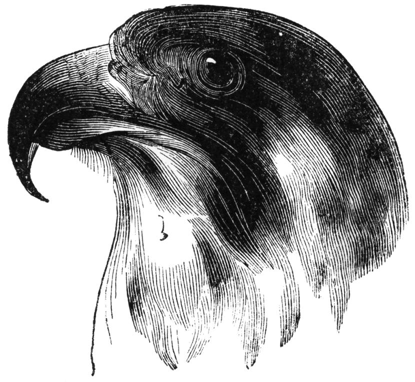 Falcon clip art 6