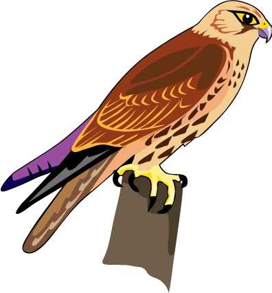 Falcon clipart cliparts and others art inspiration