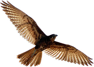 Falcon free bird clipart large images