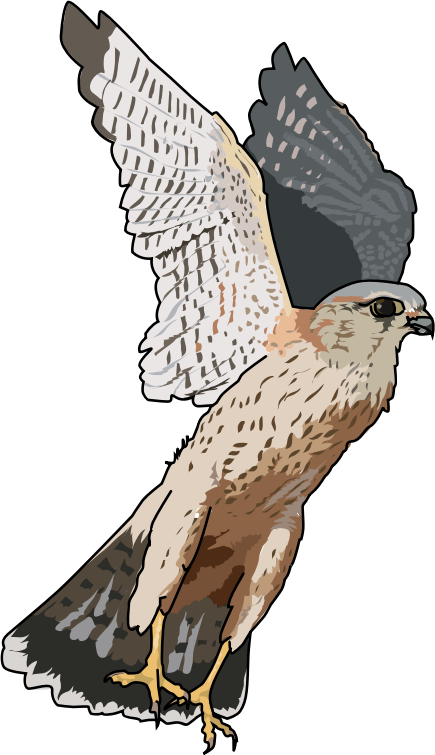 Free falcon clip art