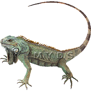 Green iguana mon clipart graphics free clip art