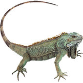 Iguana clip art free clipart images - WikiClipArt