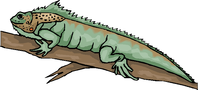 Iguana clipart 7